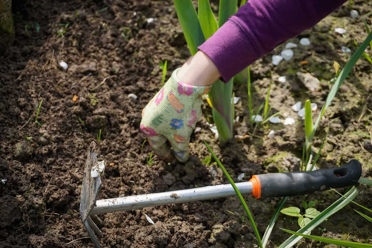 Guide Slik steller du planter i hagen