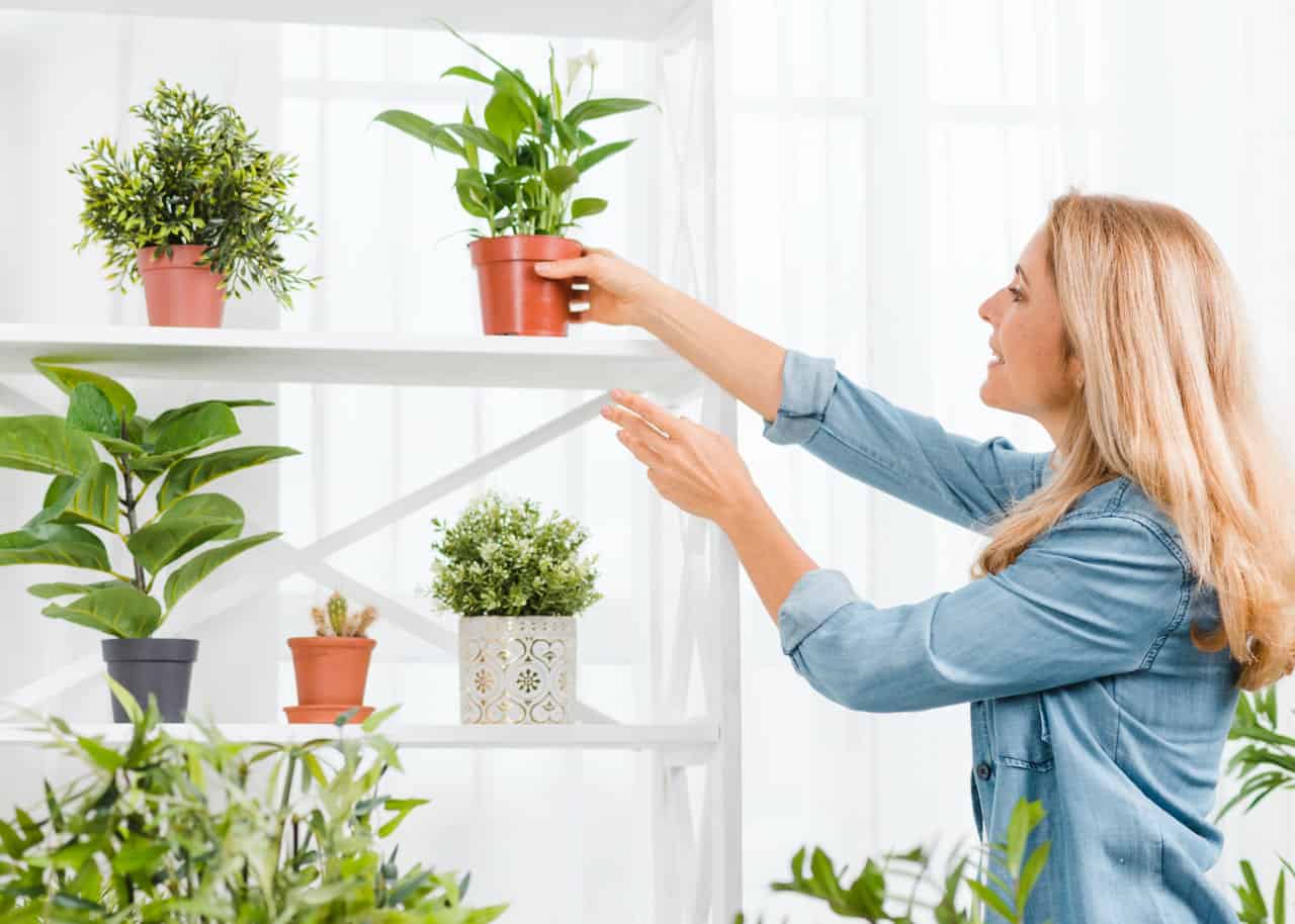 De beste plantene for å rense luften innendørs